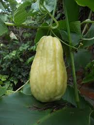 Pin On Fruits