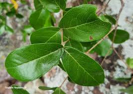 Image result for Olinia rochetiana