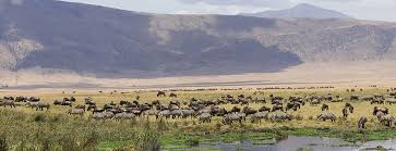 But with a wide range of landscapes and wildlife habitats, keen africa. 8 Days Kenya Tanzania Safari Game Viewing Kenya Tanzania Safari Lake Nakuru Masai Mara Serengeti Ngorongoro Lake Manyara