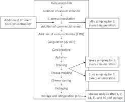 Schematic Flowchart Of Minas Frescal Cheese Production