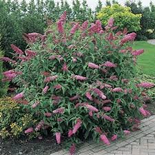 Butterflies flutter over the garden, drinking deeply from the sweetly scented blossoms of the butterfly bush the butterfly bush has invasive tendencies, reseeding freely and spreading to roadsides. Butterfly Bush Pink Delight Michigan Bulb