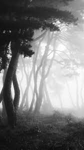 Pine Grove By Photo 21c 500px Nature Photography Landscape Photography Tree Photography
