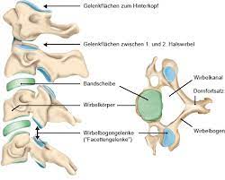 Wie Funktioniert Die Wirbelsaule Gesundheitsinformation De