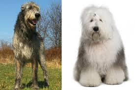 Check spelling or type a new query. Irish Wolfhound Old English Sheepdog Mix Meet This Noble Loving Watch Dog Fluffy Dog Breeds