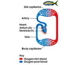 Biology q&a library how many chambered heart does fish have? Fish Two Chambered Heart Overview Of The Circulatory System Biology 2e