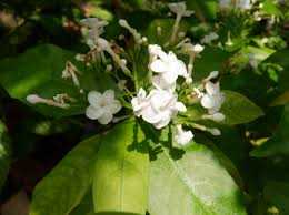 Image result for Rauvolfia nana