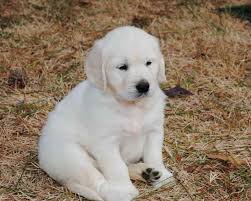 At sweet cream goldens, we specialize in breeding, raising and placing healthy and beautiful akc english cream golden retriever puppies with their forever families. English Cream Golden Retriever Puppies Washington Petsidi