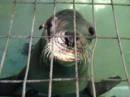 Help The Morro Bay Aquarium Seals And Sea Lions Home Facebook