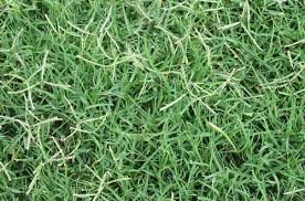 Our warehouse carries the most advanced synthetic grass available, engineered to look and feel like real grass. Pin By Lehua Parker Author On Obnw Reference Images Types Of Grass Herbs Grass
