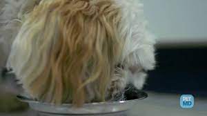 Remedies For Upset Stomach In Dogs Petmd