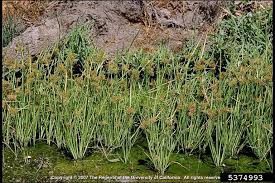 Image result for Cyperus difformis