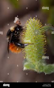 Image result for Bombus monticola