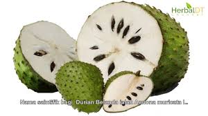 Kebaikan durian belanda yang harus anda tahu. Buah Durian Belanda Episod 25 01 Bukan Sahaja Sedap Di Makan Tapi Banyak Khasiat Youtube