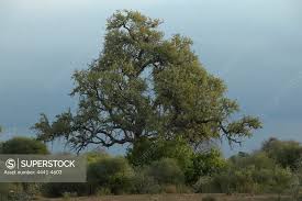 Image result for Combretum imberbe