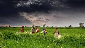Organic Farming Karnataka (ಸಾವಯವ ಕೃಷಿ ಕರ್ನಾಟಕ) | Facebook
