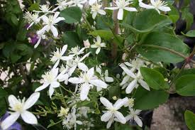 Check spelling or type a new query. Clematis Terniflora Early Snow Clematis Herian