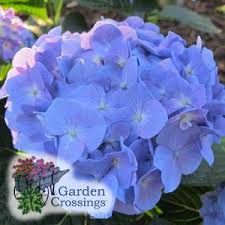 Large, full flower heads will readily go heavenly blue in acid soils; Bring On The Blue Garden Crossings