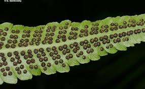 Image result for Pneumatopteris