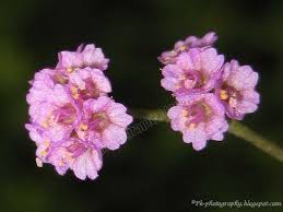 Image result for Boerhavia diffusa