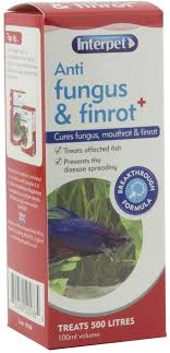 'fin rot' is a symptom of disease or the actual disease in fish. Interpet Anti Fungus And Finrot Aquarium Fish Treatment 100 Ml Amazon Co Uk Pet Supplies
