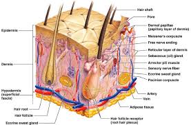 Don T Judge A Thin Book By Its Cover Kourtnei S Anatomy And Physiology Blog