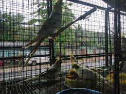 How do you breed cockatiels? Cockatiel Parrots Are Available For Sale Brio Aquarium Pet Shop Facebook