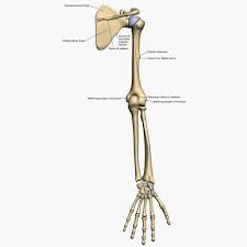 3d Model Bones Human Arm Anatomy Arm Anatomy Arm Bones Human Bones