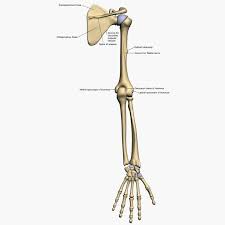 Human bones skeleton silhouette collection set vector. 3d Model Bones Human Arm Anatomy Arm Anatomy Human Bones Arm Bones