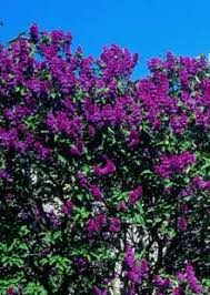 We did not find results for: Common Purple Lilac Fast Growing Trees Growing Shrubs Lilac Tree