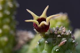 Image result for Raphionacme welwitschii