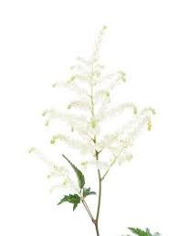 We did not find results for: Welche Blumen Gibt Es Im Juli Schnittblumen Saison Kalender Blumigo