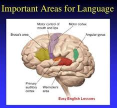 Language And Brain Connection Brain Parts And Functions Language Preschool Social Skills