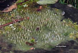 Image result for Multiclavula mucida