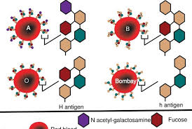 Le groupe sanguin o ne possède aucune protéine à la surface de ses globules rouges, elles peuvent donc être transfusées à tous les groupes sanguins sans problème. Quelle Est La Difference Entre Le Groupe Sanguin De Bombay Et Le Groupe Sanguin O Science La Difference Entre Des Objets Et Des Termes Similaires