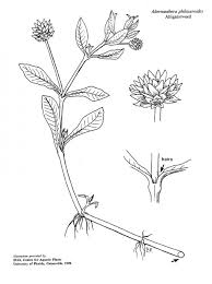 Alternanthera sessilis (ponnanganni) is an erect, ascending, or creeping perennial herb. Center For Aquatic And Invasive Plants University Of Florida Ifas