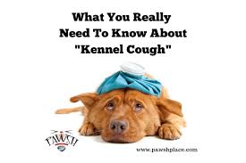 Also, bear in mind that sometimes your dog cannot digest foods that are brown or red. What You Really Need To Know About Kennel Cough Pawsh Place Vet