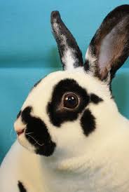 Black And White Spotted Rabbit Breeds Indigo Crossing Rabbit Rabbit Breeds Bunny Pictures