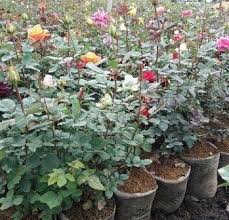 Bunga mawar id lovepik com anda mencari gambar bunga mawar detail gambarnya adalah sebagai berikut nomor gambar400918403 klasifikasi gambar nomor desktop wallpaper merah mawar gambar png jelajahi koleksi gambar png nomor desktop wallpaper merah mawar kami yang luar. Cara Menanam Bibit Mawar Di Pot Bunga Mawar Preserved Roses Plants Rose