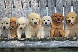 Hrana pentru pisici junior, uscată, pe de altă parte, poate fi lăsată afară în timpul zilei, fără a se altera. Petmart Ro Cea Mai Buna Hrana Uscata Pentru Caini Juniori Cu 10 Reducere Cupoane De Reduceri