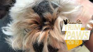 Dog Paw Pads How To Remove Hair Between Toes Dog Paw Pads Hairy Dog Dog Grooming Tips