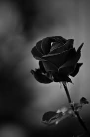 46 Ideas Flowers Black Rose Colour Black Roses Wallpaper Black Rose Flower Black Rose