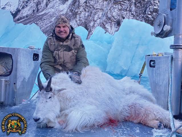 American Mountain Goat Hunting | Hunting Consultants & Hunt Brokers