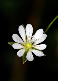 Image result for Stellaria sennii