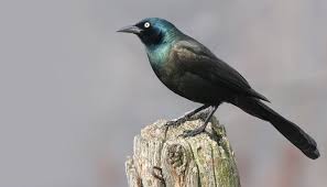 The cast formed such a close bond that they all got matching tattoos of a blackbird on the last day of filming. All About Blackbirds And How To Attract Them Wild Birds Unlimited Wild Birds Unlimited