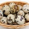 Harga telur ayam terbaru juli 2019 update. Https Encrypted Tbn0 Gstatic Com Images Q Tbn And9gcs1a0qaekiclpzm9m5nsp25n Dlinjzg6xgj2ifksoqbdqc4qwx Usqp Cau