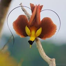 Birds Of Prey Flower Meaning Hoto By Timlaman Happy Valentines Day From The Birds Of Paradise Project This Male Red Bird Of Paradise Is Do Birds Of Paradise Beautiful Birds Rare Birds