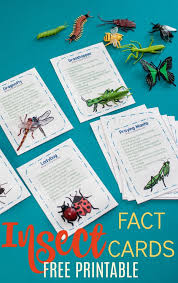 Free Printable Insect Fact Cards 6 Activities To Do With Them Insects Theme Preschool Insects Preschool Insect Activities