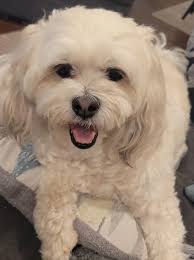 Has anyone had issues with their Standard Poodles having elevated liver  enzymes?