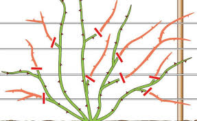 Rosen Richtig Schneiden Diy Gartenprojekte Garten Und Garten Pflanzen