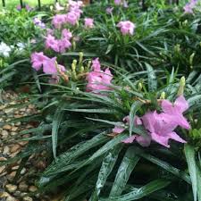 Plant database entry for dwarf mexican petunia (ruellia simplex bonita™) with 2 images and 14 data details. Mexican Petunia Dwarf Garden Style San Antonio
